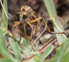 Diogmites angustipennis