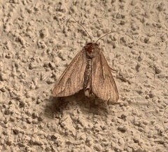 Mythimna unipuncta