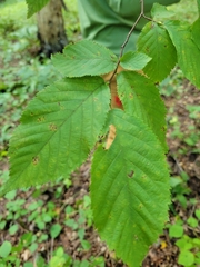 Ostrya virginiana