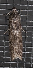 Pyla fusca