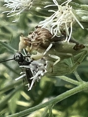 Phymata fasciata