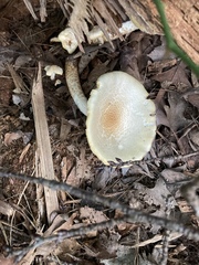 Neolentinus lepideus