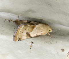 Heliothis phloxiphaga