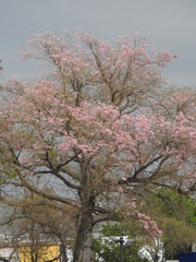 Handroanthus