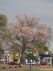 Handroanthus
