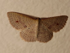 Epicyme rubropunctaria