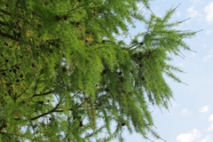 Larix