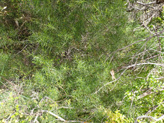 Acacia rupicola