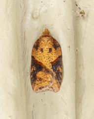 Acleris maccana