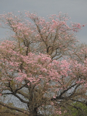 Handroanthus