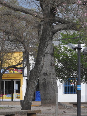 Handroanthus