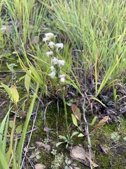 Spiranthes casei casei