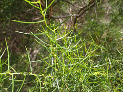 Acacia rupicola