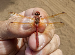 Sympetrum madidum