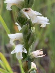 Spiranthes casei casei