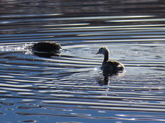 Podiceps cristatus australis