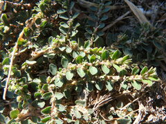Euphorbia chamaesyce