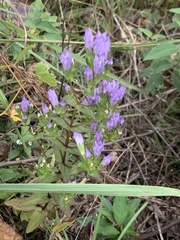 Gentianella quinquefolia