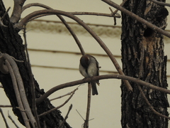 Passer domesticus