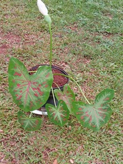 Caladium bicolor