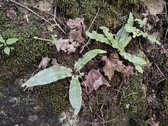 Asplenium scolopendrium americanum