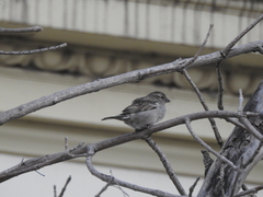 Passer domesticus