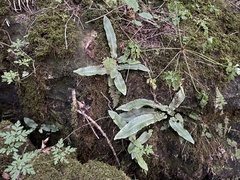 Asplenium scolopendrium americanum