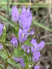 Gentianella quinquefolia