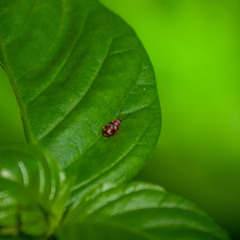 Chrysomeloidea