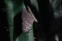Hamadryas