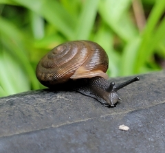 Triodopsis hopetonensis