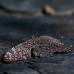 Hamadryas