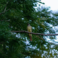 Myiodynastes luteiventris