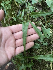 Asplenium rhizophyllum