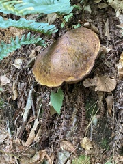 Neoboletus