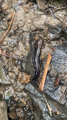 Desmognathus ochrophaeus
