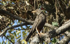 Turdus chiguanco