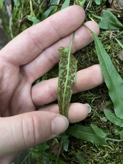 Asplenium rhizophyllum