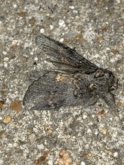 Peridea angulosa