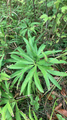 Helleborus multifidus