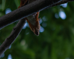 Sciurus granatensis
