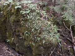 Asplenium rhizophyllum