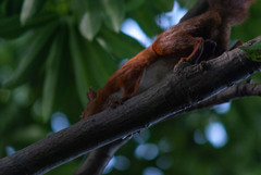Sciurus granatensis