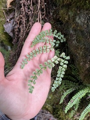Asplenium viride