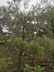 Pinus lumholtzii