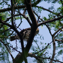 Glaucidium brasilianum