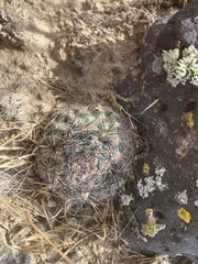 Pediocactus simpsonii