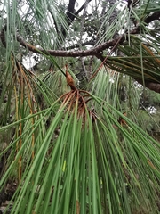 Pinus lumholtzii