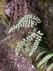 Asplenium viride