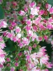 Sciaroidea